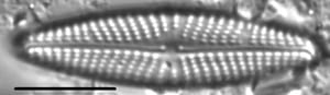 Navicula streckerae LM1