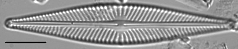 Navicula subconcentrica LM7