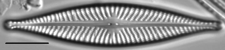 Navicula subconcentrica LM6