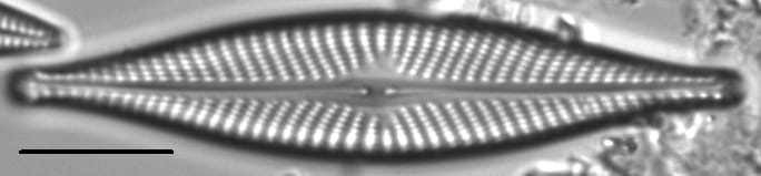 Navicula subconcentrica LM5