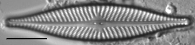 Navicula subconcentrica LM4