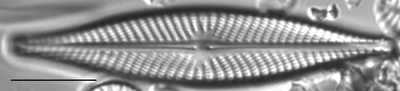 Navicula subconcentrica LM3