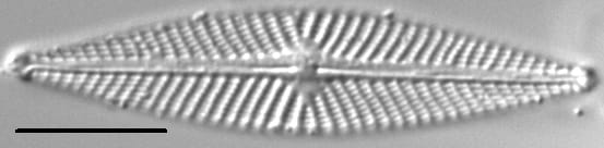 Navicula subconcentrica LM1