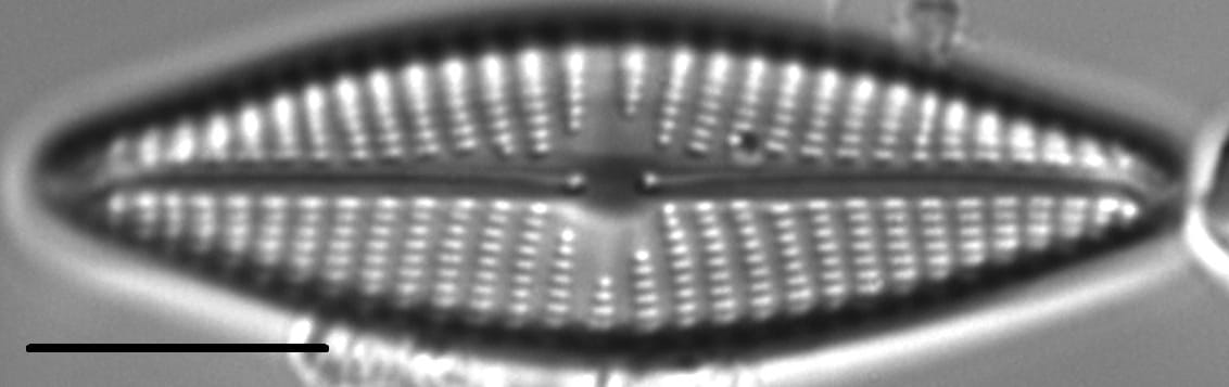 Navicula vaneei LM1