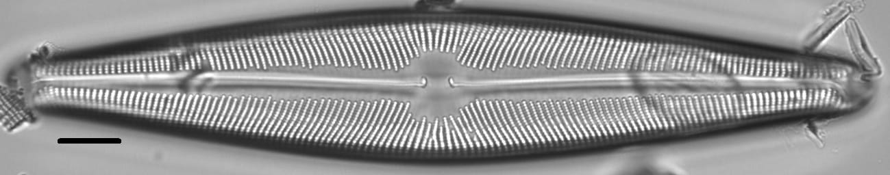 Navicula walkeri LM5