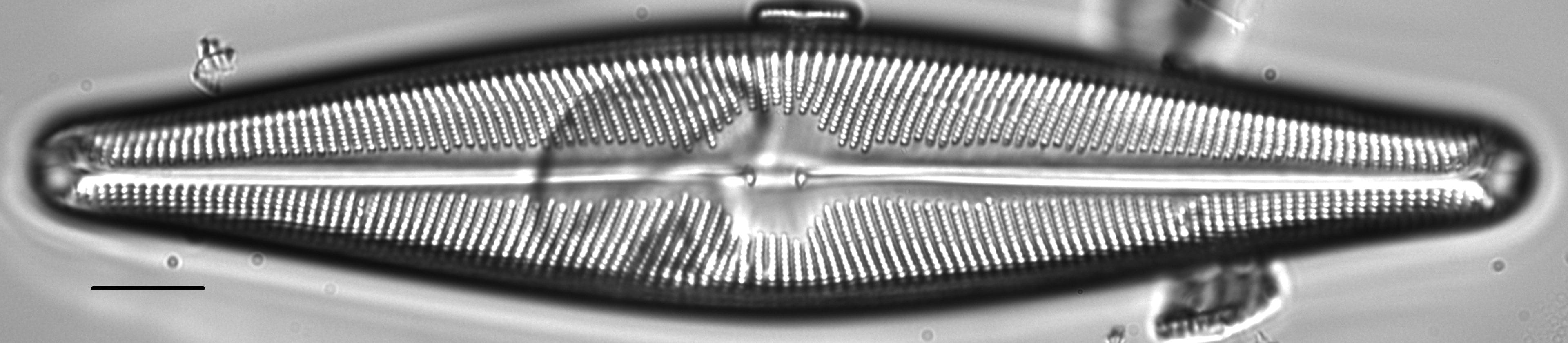 Navicula walkeri LM4