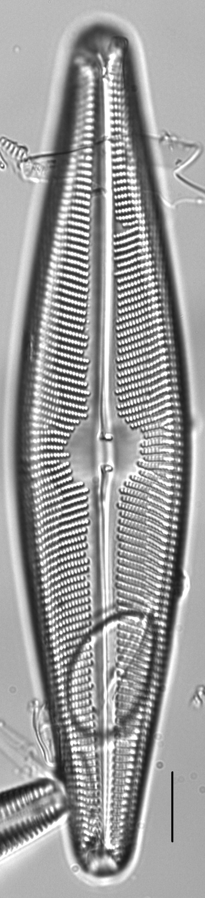 Navicula walkeri LM3