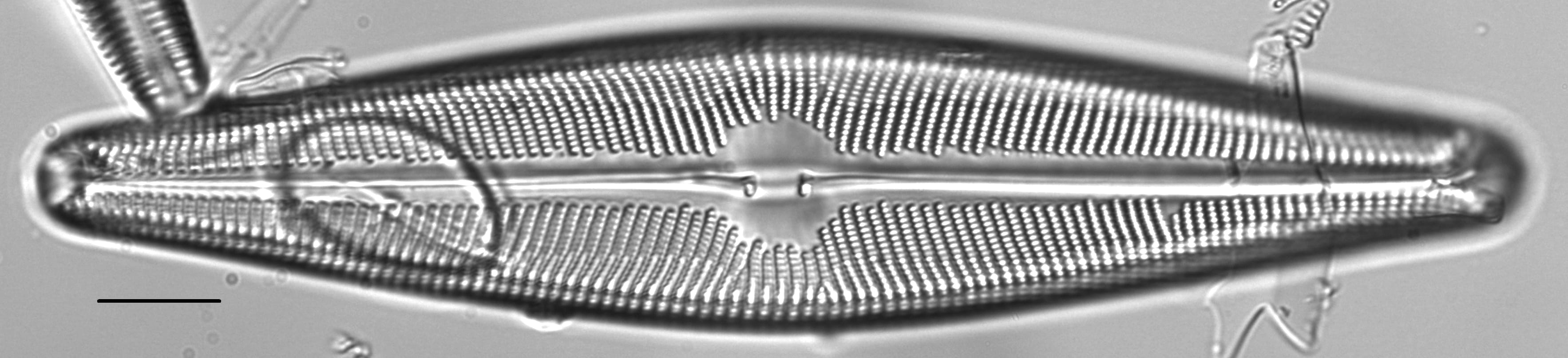 Navicula walkeri LM3