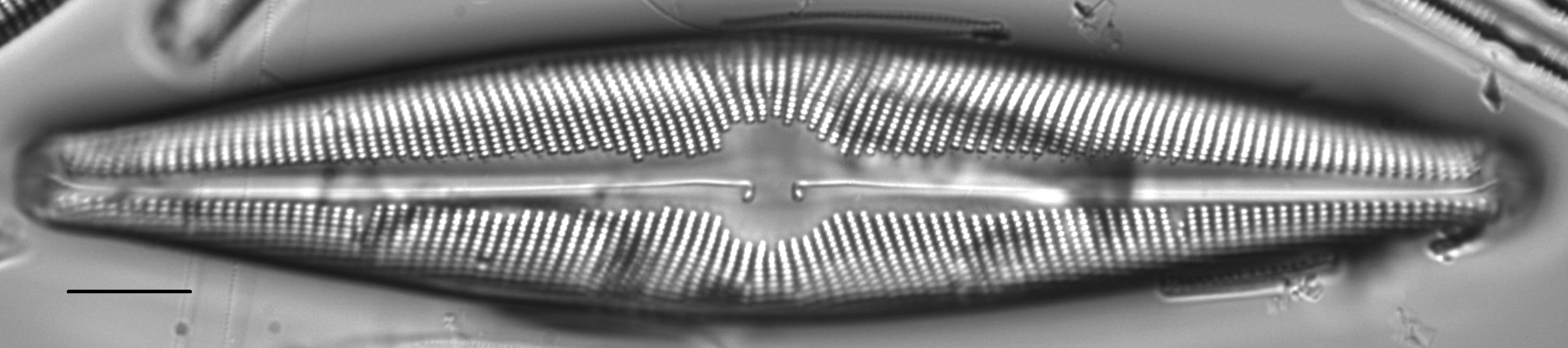 Navicula walkeri LM2