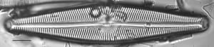 Navicula walkeri LM1