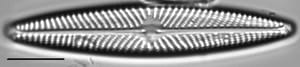 Navicula weberi LM3