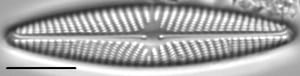 Navicula weberi LM2