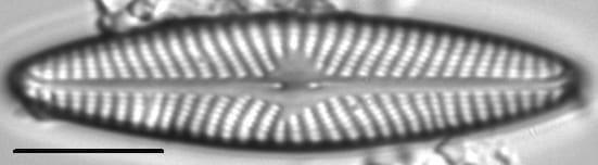 Navicula weberi LM1