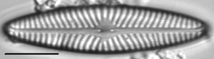 Navicula weberi LM1