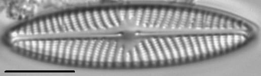 Navicula weberi LM7