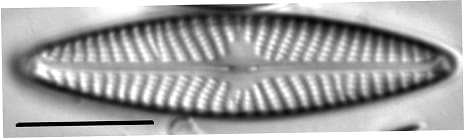 Navicula weberi LM6