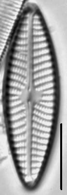 Navicula weberi LM5