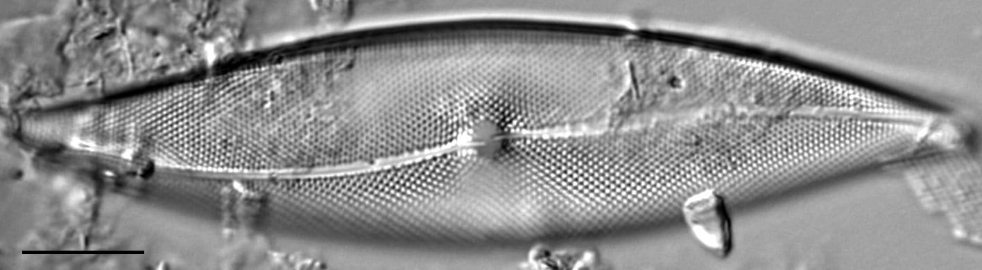 Pleurosigma inflatum LM1