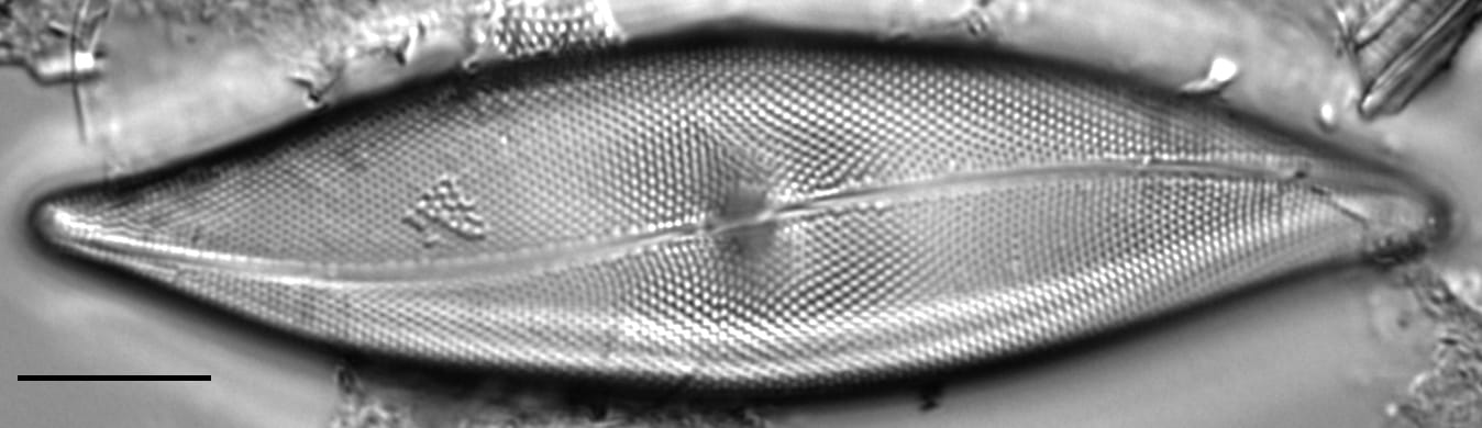 Pleurosigma inflatum LM2