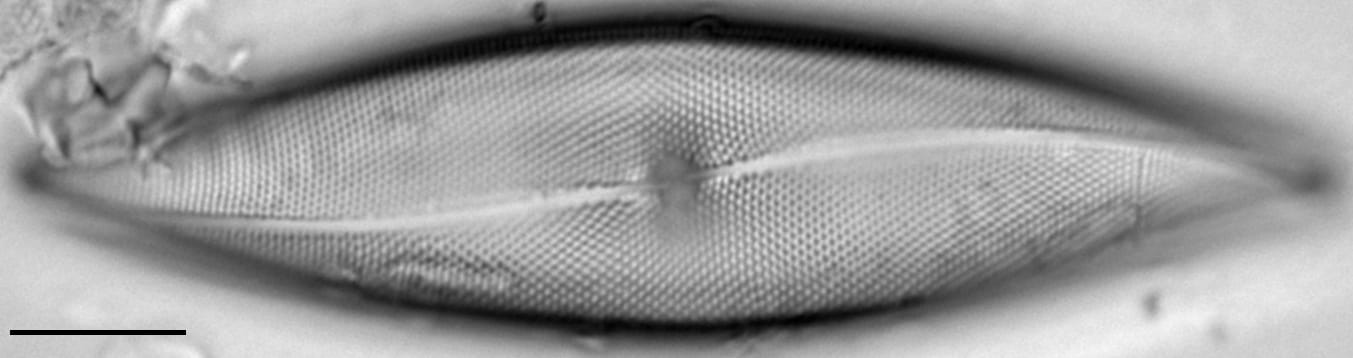 Pleurosigma inflatum LM3