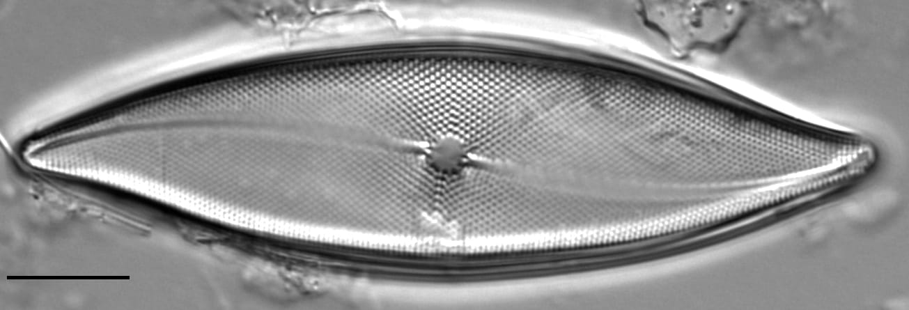 Pleurosigma inflatum LM4