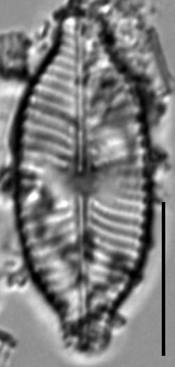Placoneis explanata LM13