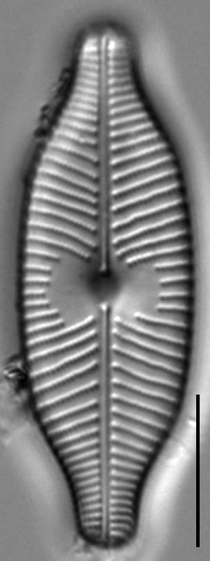 Placoneis explanata LM10