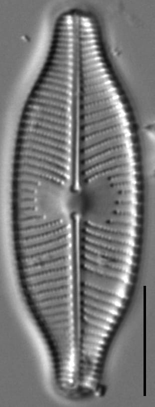 Placoneis explanata LM8