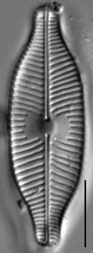 Placoneis explanata LM6