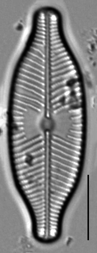 Placoneis explanata LM5
