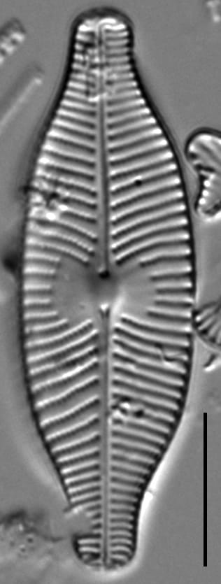 Placoneis explanata LM3