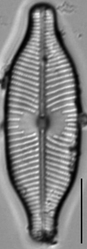 Placoneis explanata LM2