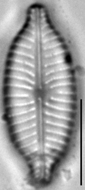 Placoneis anglophila LM12