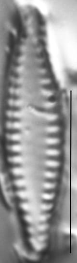 Pseudostaurosira elliptica LM5