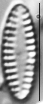 Pseudostaurosira elliptica LM2