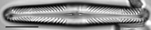 Pinnularia divergentissima LM6
