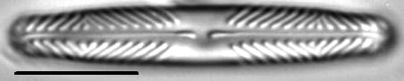 Pinnularia divergentissima LM4