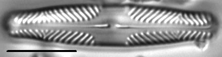 Pinnularia divergentissima LM3