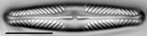 Pinnularia divergentissima LM2