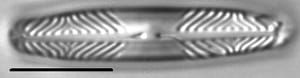 Pinnularia divergentissima LM1