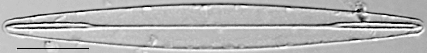 Amphipleura pellucida LM5