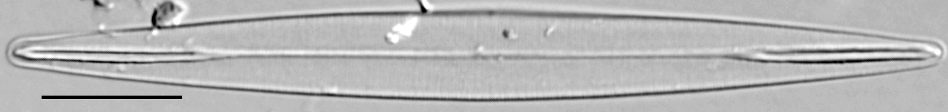 Amphipleura pellucida LM4