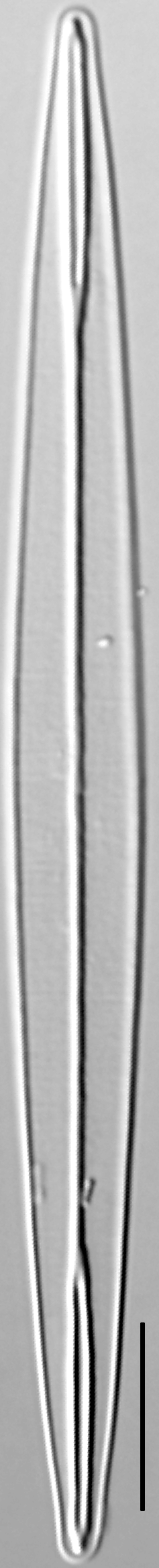 Amphipleura pellucida LM3