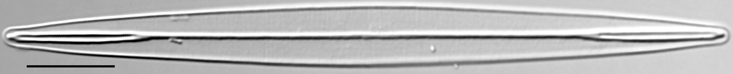 Amphipleura pellucida LM3