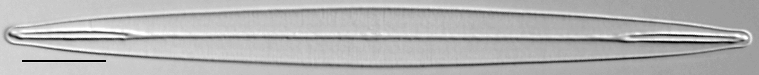 Amphipleura pellucida LM2