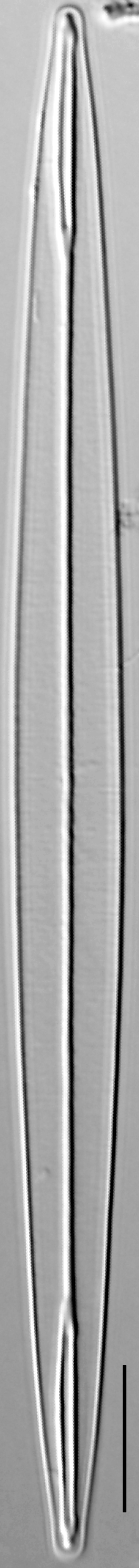 Amphipleura pellucida LM1