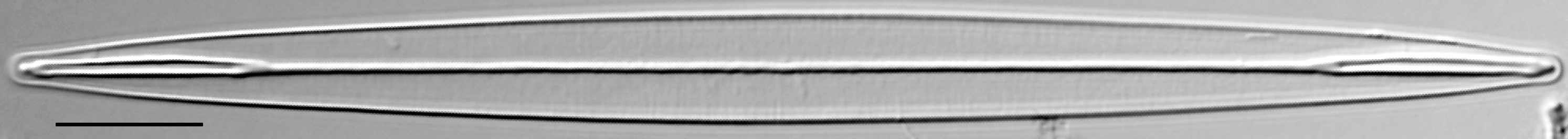 Amphipleura pellucida LM1