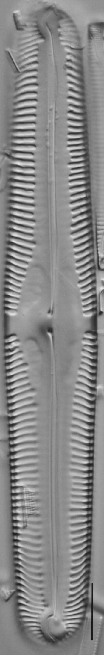 Pinn macilenta ANSP GC15391b 01