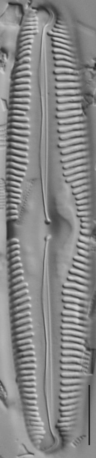 Pinn macilenta ANSP GC15391b 03