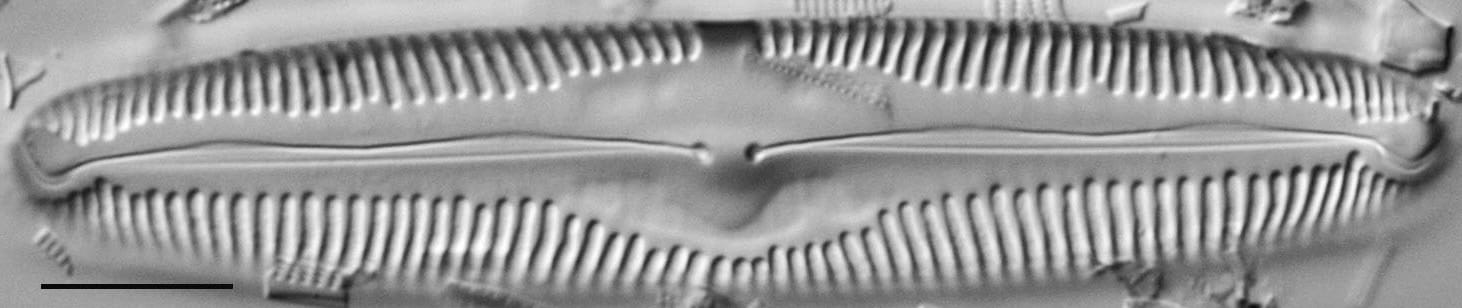 Pinnularia macilenta LM2